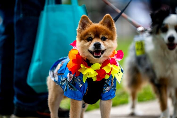 'Woofstock', annual event celebrating dogs, returns to Sutherlin | News ...