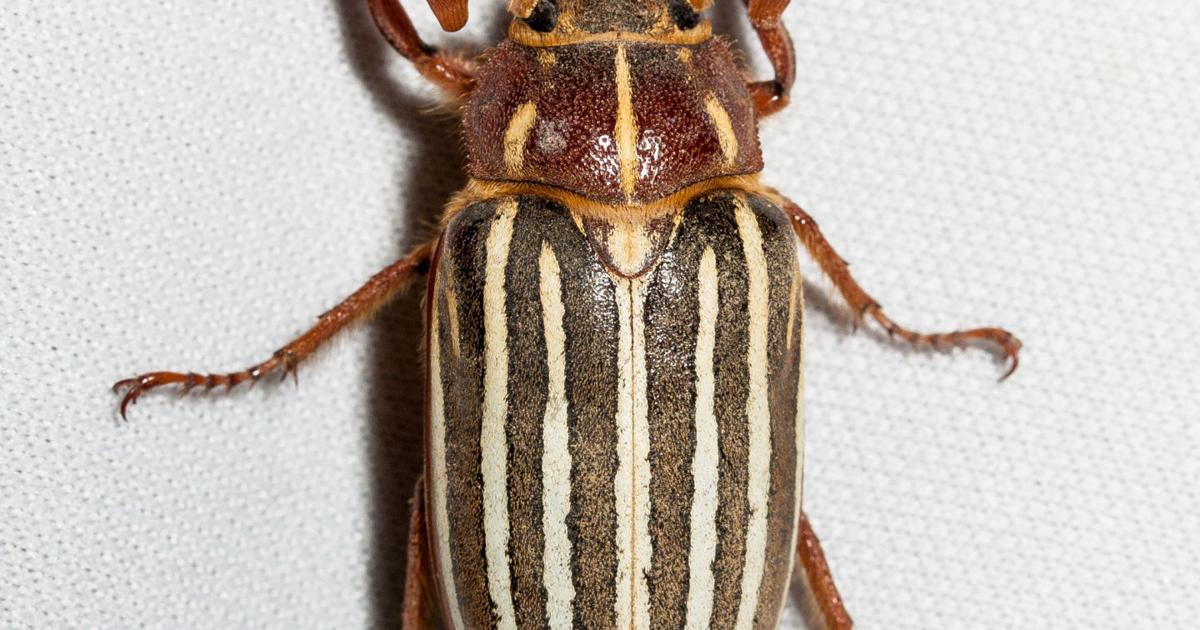 Juke Bug Insect Ask a Master Gardener: June bugs | Home and Garden | nrtoday.com