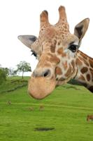 Wildlife Safari reaches fundraising goal for new giraffe barn