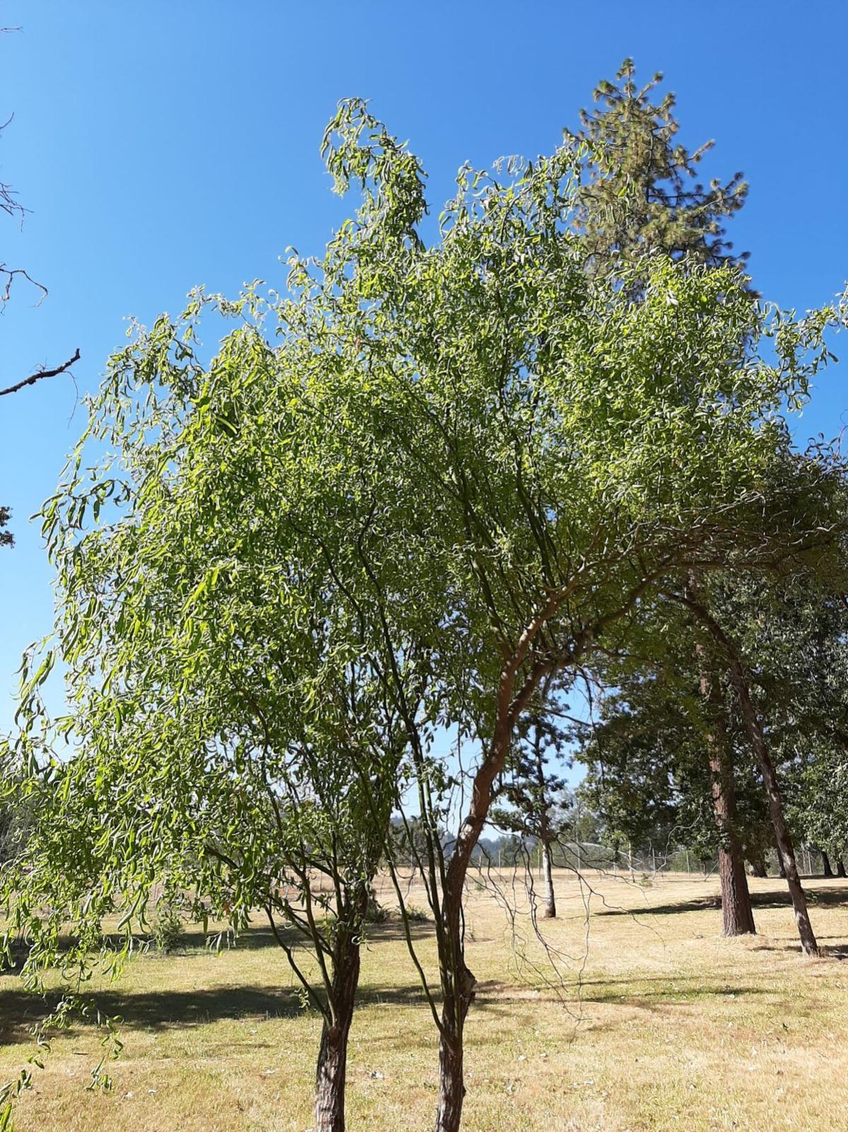 Ask a Master Gardener Corkscrew willows Home And Garden