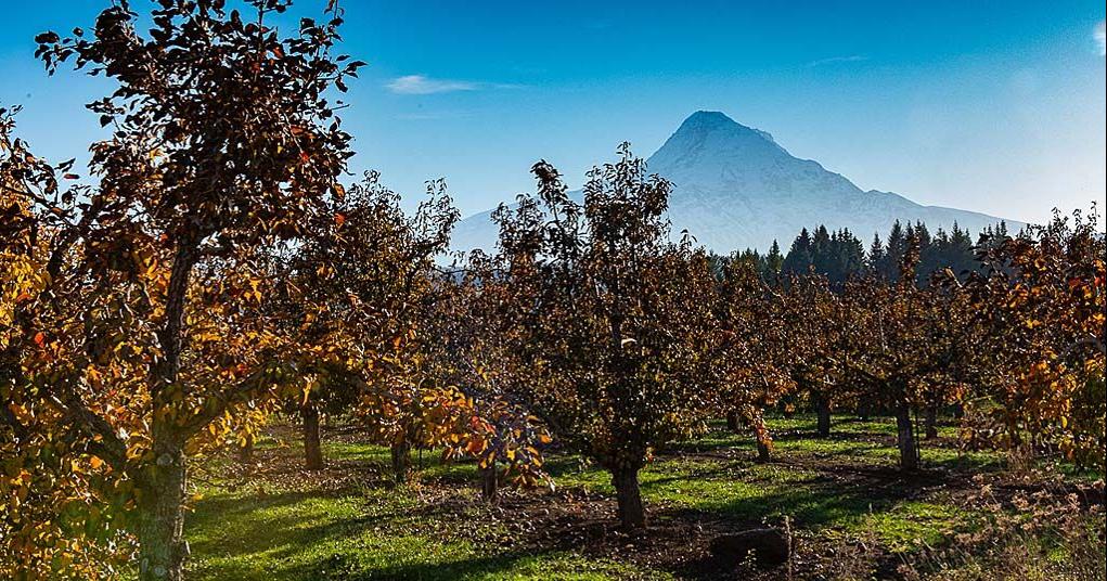 The unique story behind Hood River Valleys reign as Oregons pear