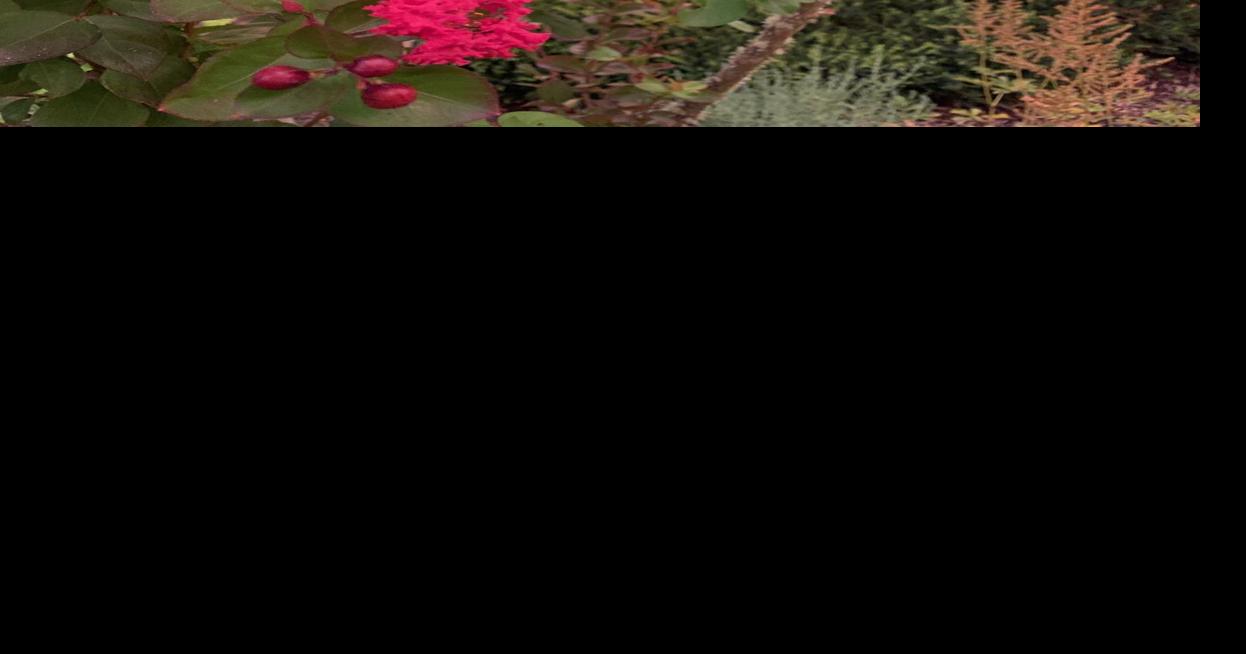 Ask a Master Gardener: Advice about growing myrtle trees | Home and ...