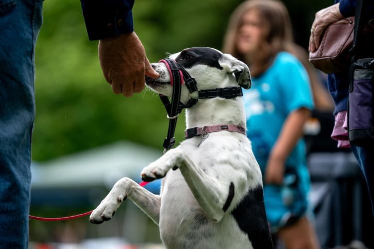 'Woofstock', annual event celebrating dogs, returns to Sutherlin | News ...
