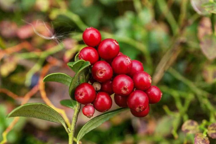 Cranberry, Plant, Fruit, Description, Cultivation, Facts, & Species