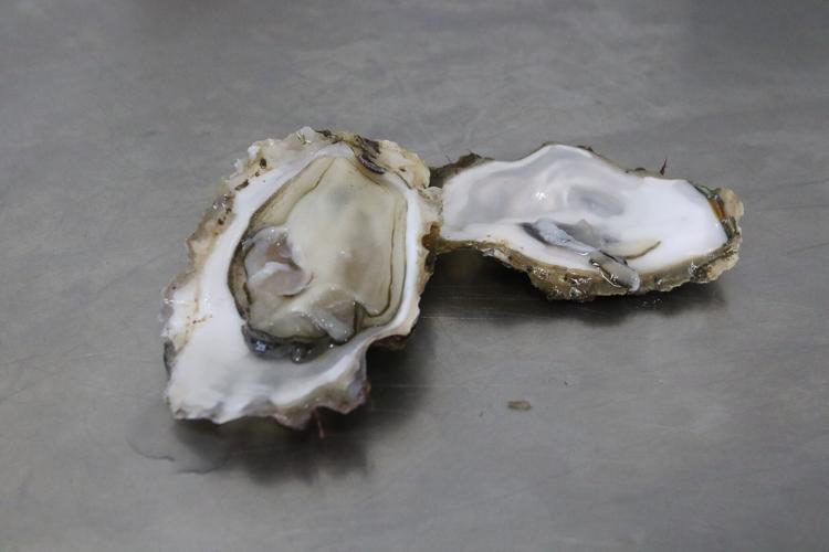 Triangle Shell Fish A look inside shellfish aquaculture at Umpqua Triangle Oysters ...