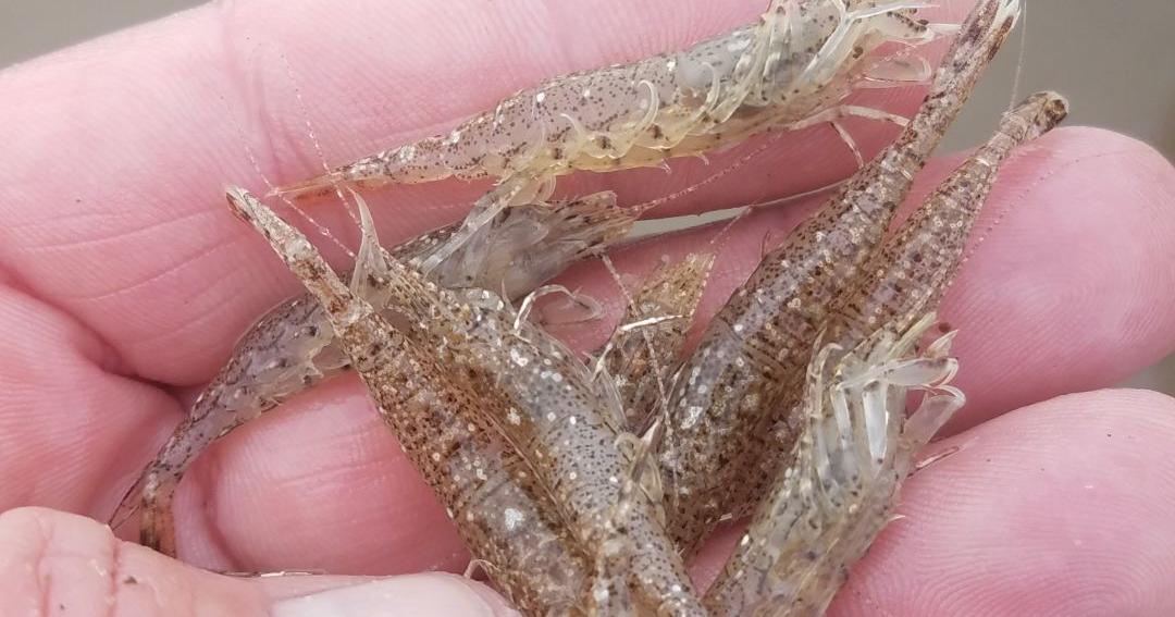 Catch smooth bay shrimp with mole crab rake | Outdoors | nrtoday.com