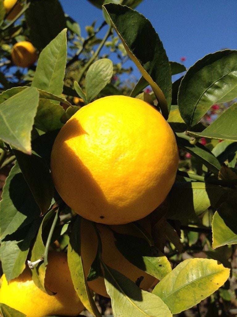 Growing and Caring for Improved Meyer Lemons Home And Garden