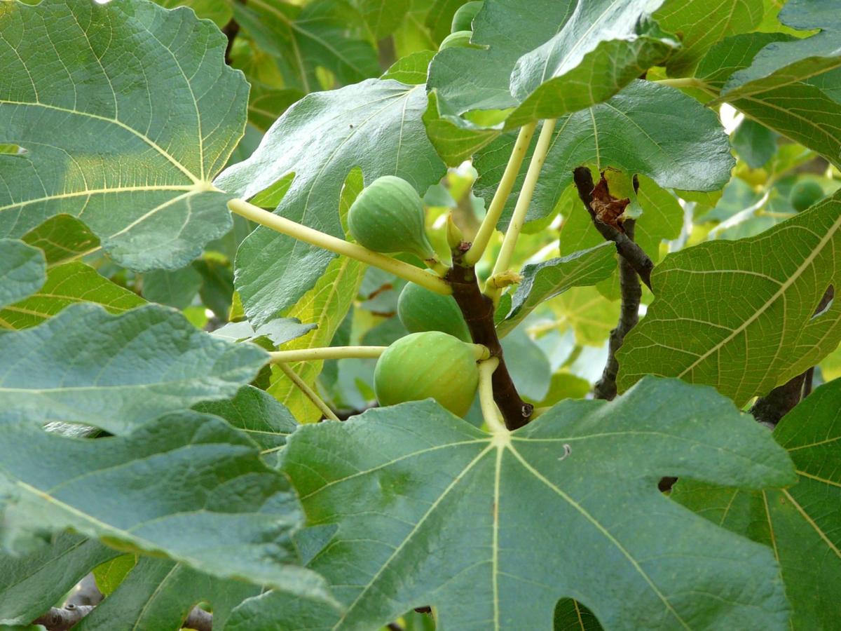 Ask a Master Gardener: Growing figs | Home And Garden ...