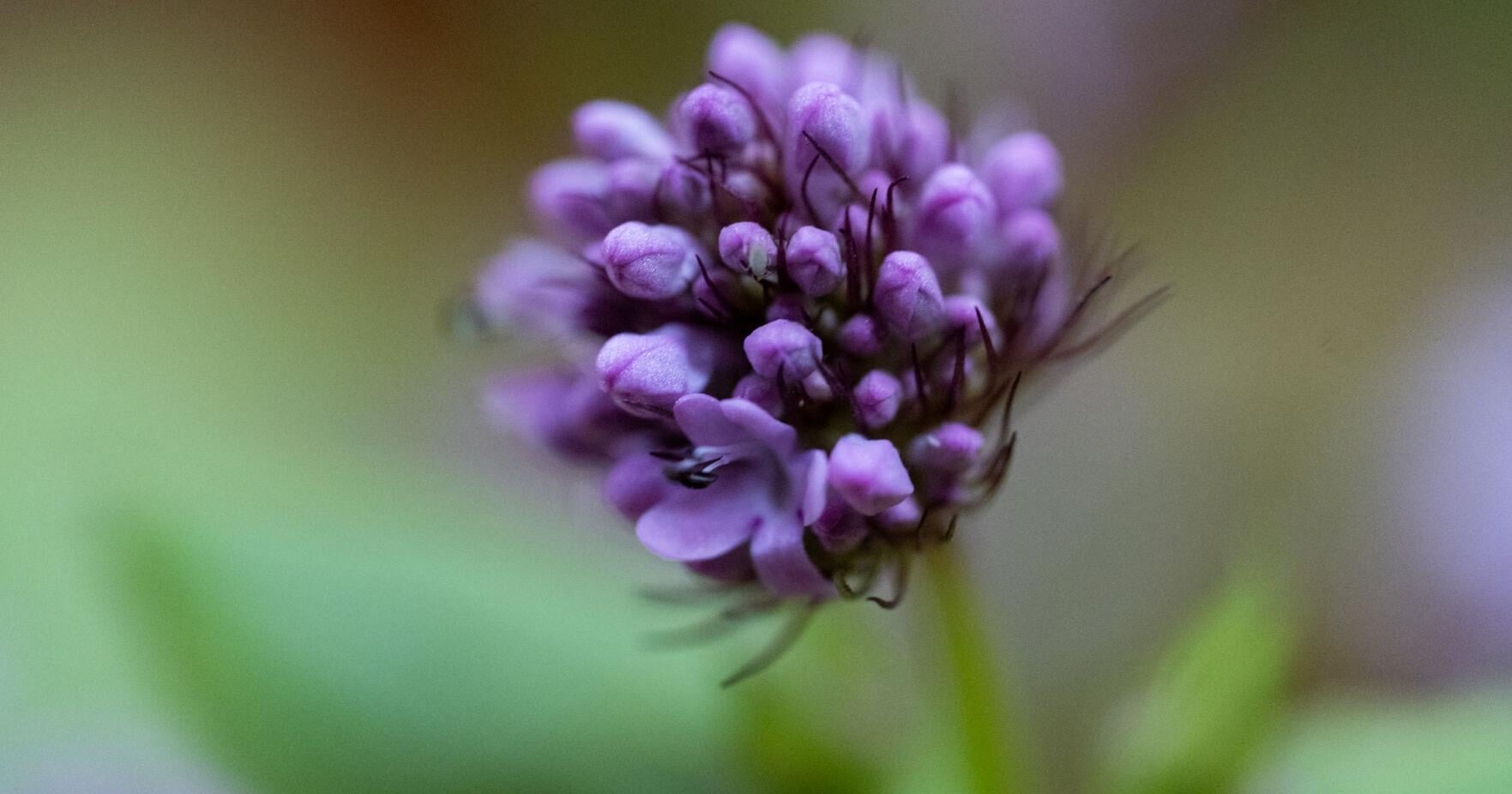 Native wildflowers on display - Vimarsana News