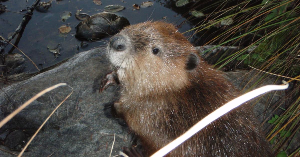 Conference highlights importance of beavers | Environment | nrtoday.com