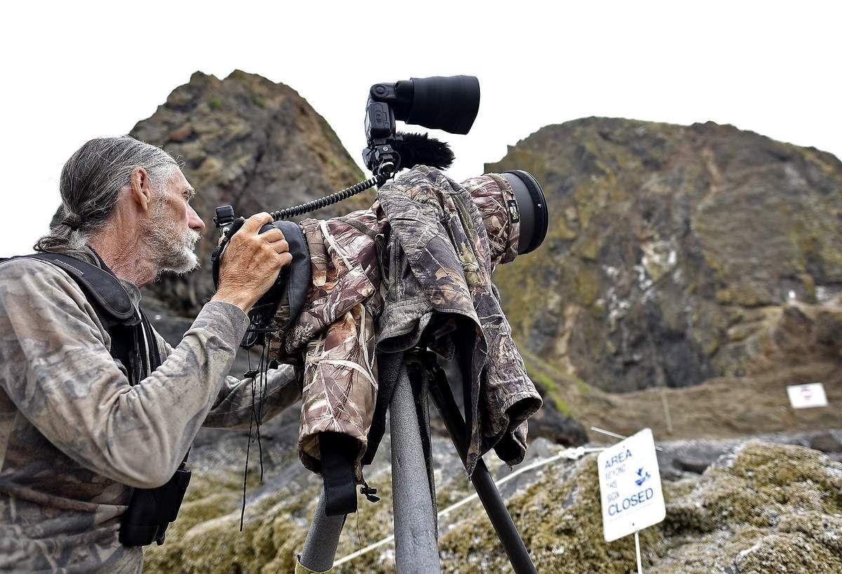 New Research Project At Haystack Rock To Study Why Tufted Puffins Are Disappearing Nrtoday Com