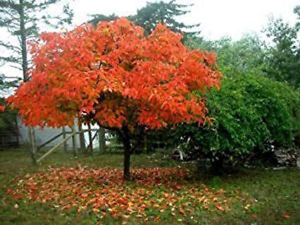 Ask A Master Gardener Growing Persimmons Trees Home And Garden Nrtoday Com Small and low maintenance, they produce delicious fruit in the autumn when few other fruit are ripe. growing persimmons trees