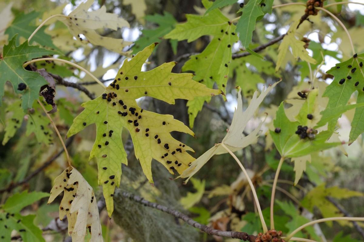 Ask A Master Gardener Maple Gall Mites Home And Garden Nrtoday Com