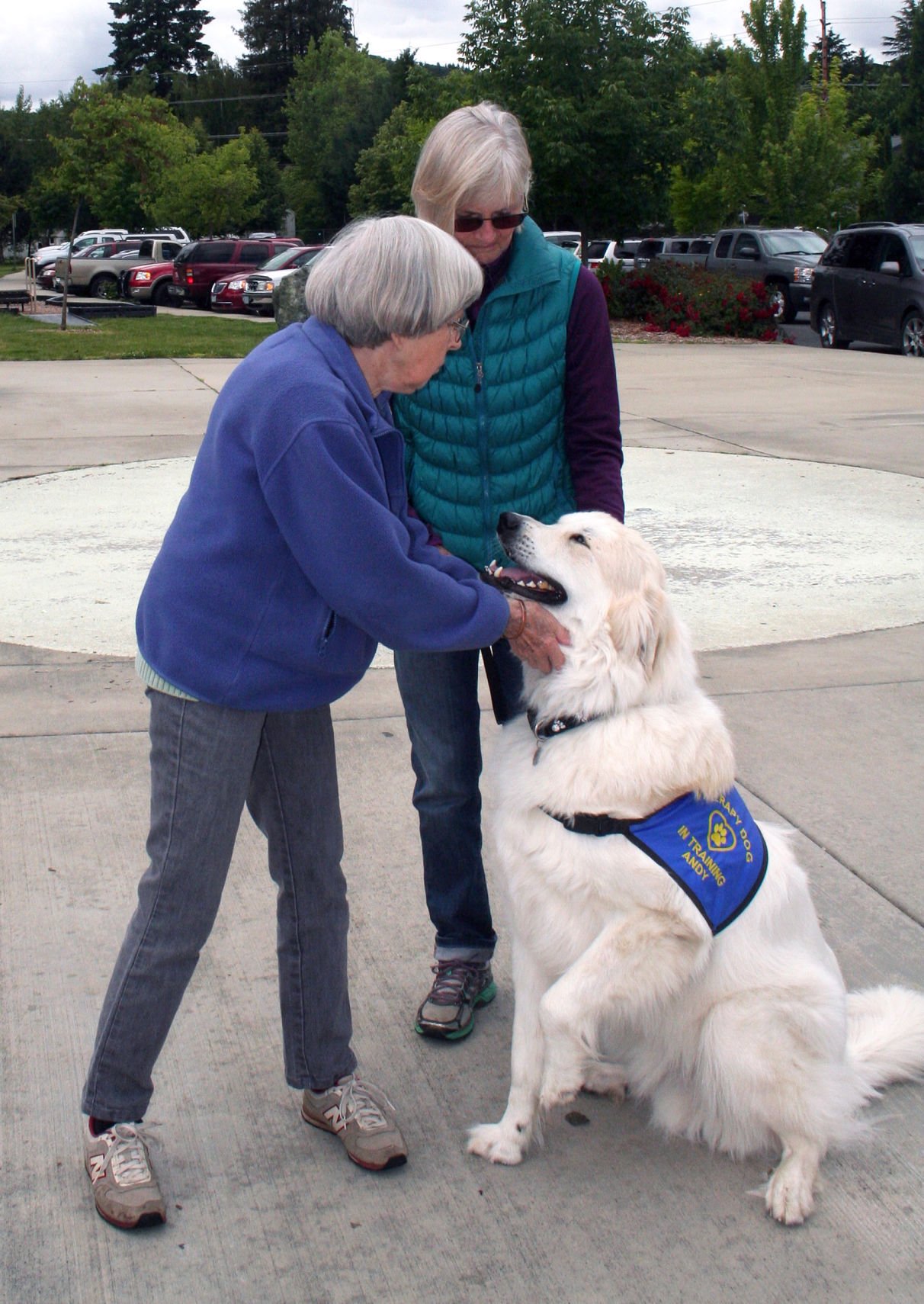 Great pyrenees service store dog