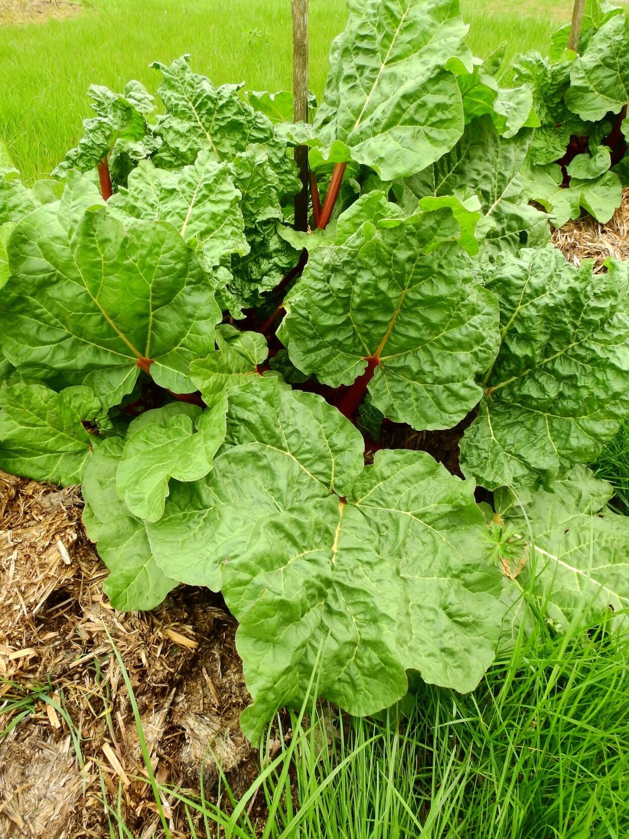 As a Master Gardener: Growing rhubarb | Home and Garden | nrtoday.com