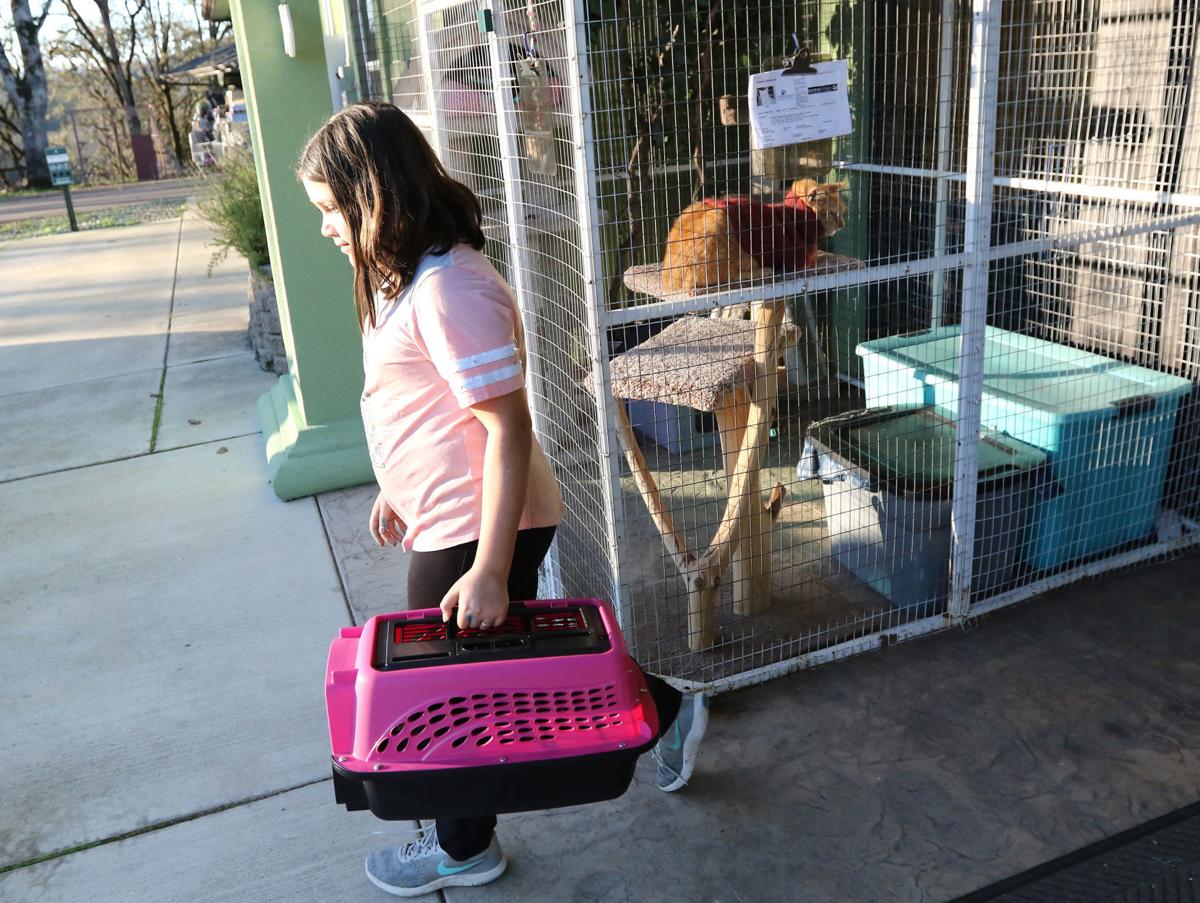 Saving Grace celebrates a successful year of pet adoptions Local News