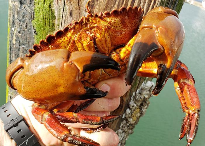 Coastal Casts: Pacific rock crab, Fishing
