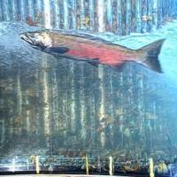 New camera gives people look at migrating fish at Winchester Dam | News