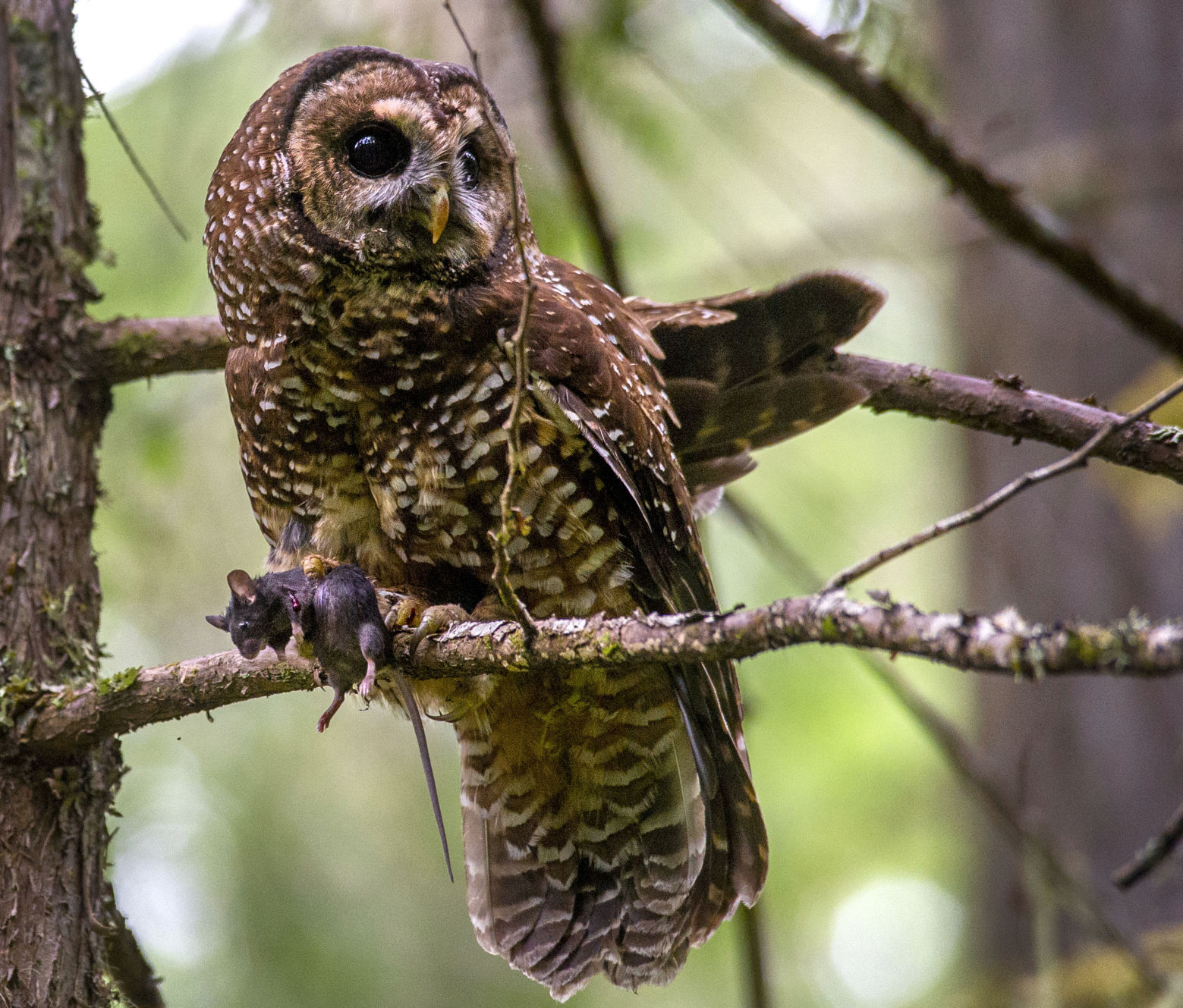 Cascadia Wildlands sues U.S. Fish and Wildlife over spotted owl listing - Vimarsana News