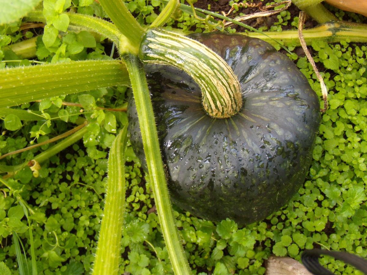 Ask A Master Gardener Growing Winter Squash And Pumpkins