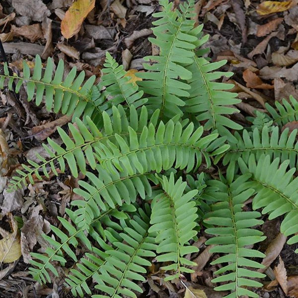 Christmas Fern For Sale