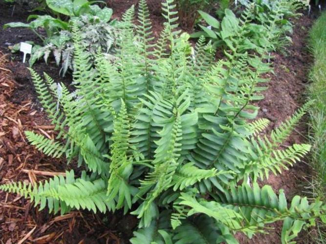 Ask A Master Gardener: How To Care For Christmas Ferns | Home And Garden | Nrtoday.com