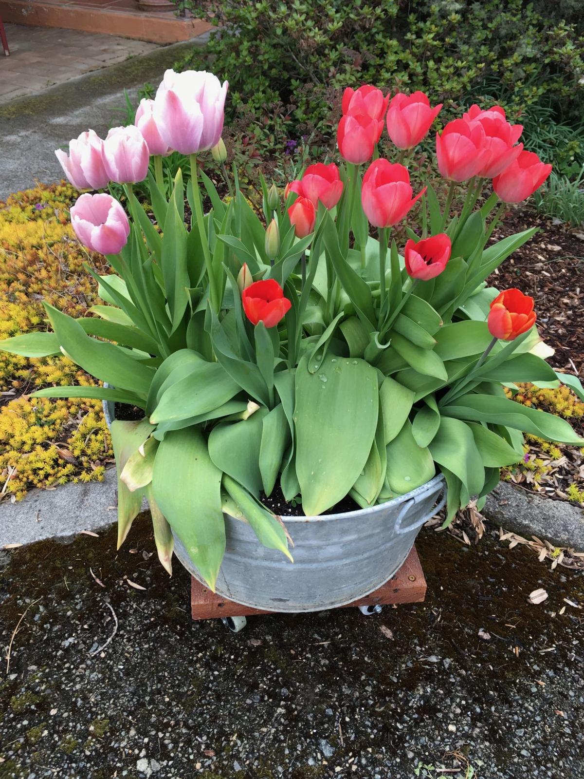 Master Gardener Planting spring bulbs in containers Home And Garden