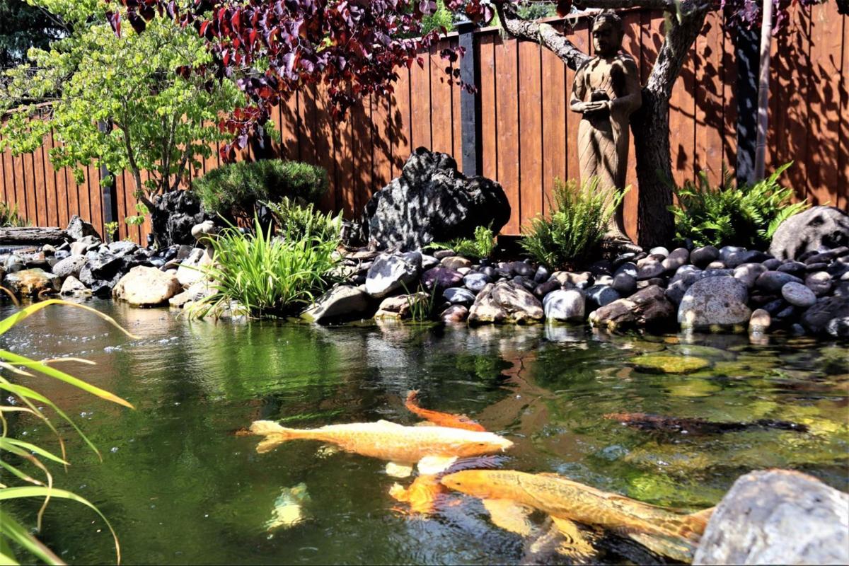 Enjoy Koi Pond Tour Takes Place Sunday Education Nrtoday Com