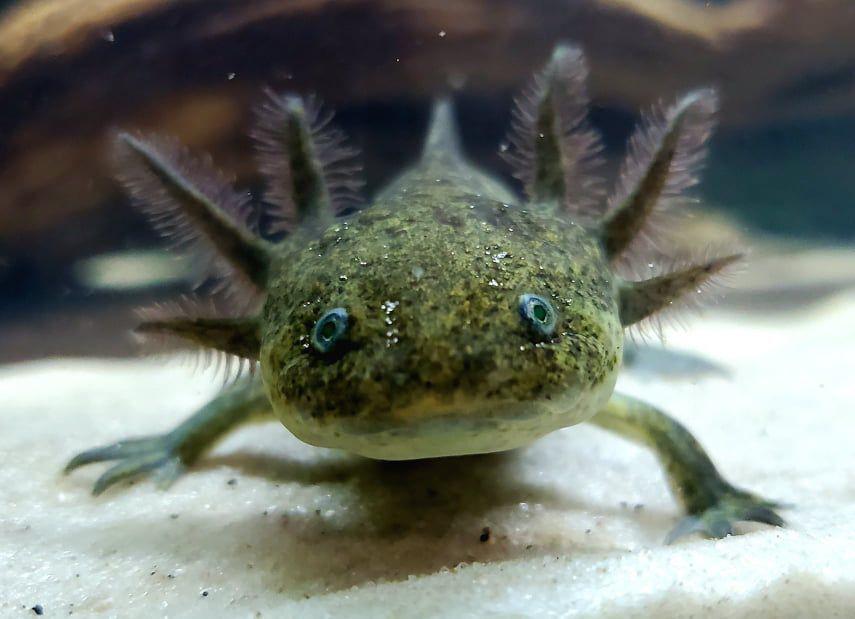 The Amazing Axolotl Education Nrtoday Com