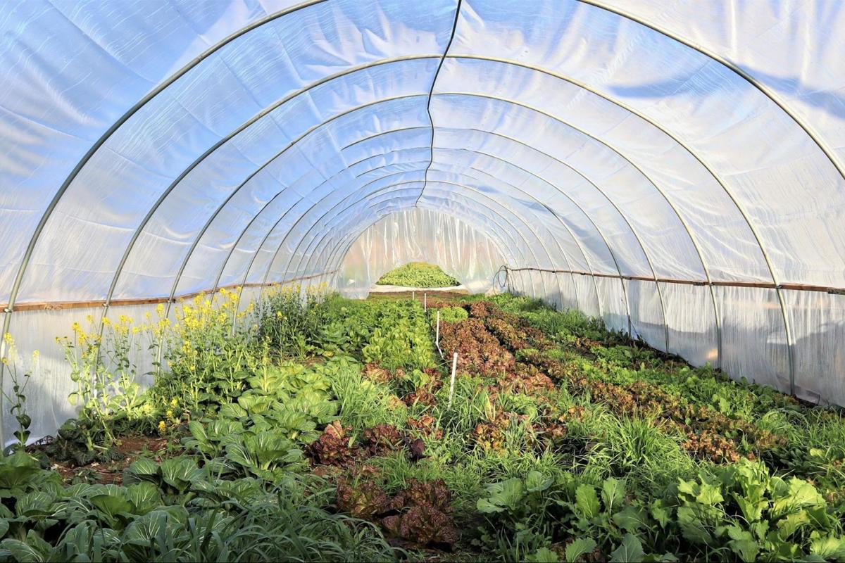 Farm To School Programs Continue To Expand In Douglas County Education Nrtoday Com Analysis from david brooks, maureen dowd, charles blow, paul krugman and others. farm to school programs continue to