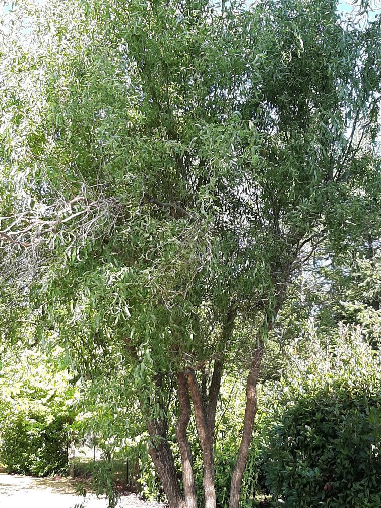 Ask a Master Gardener Corkscrew willows Home And Garden