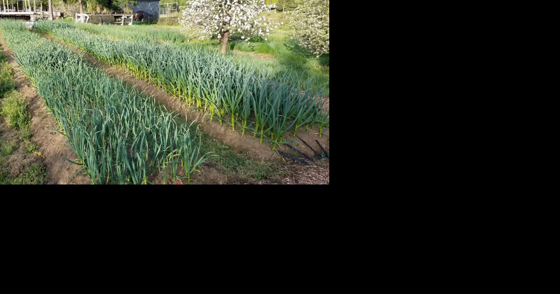 Garlic  Piedmont Master Gardeners