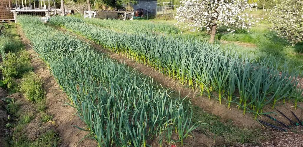 Master Gardeners: More about garlic