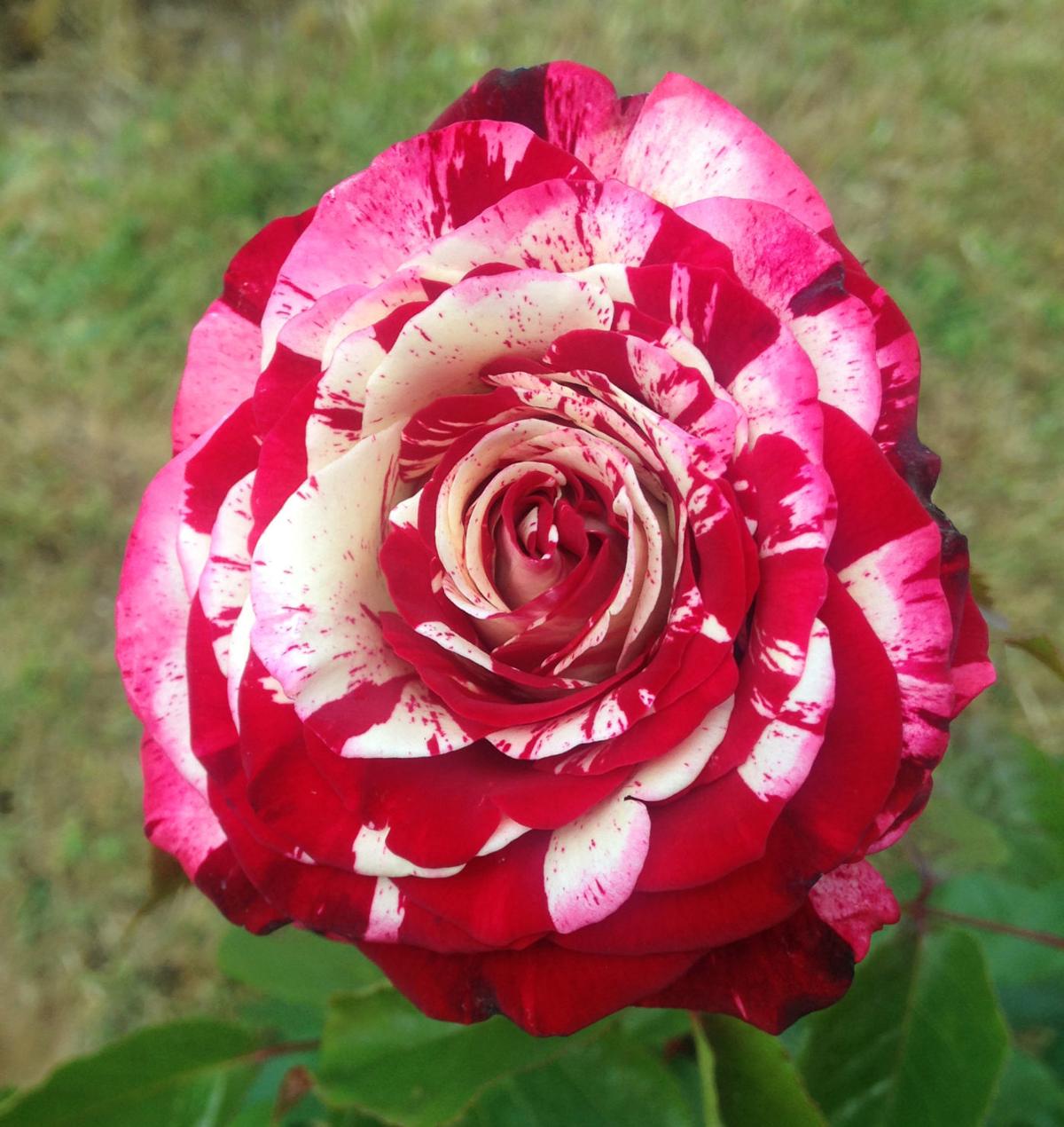 Melrose students plants roses, celebrate the end of the year Family