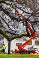 Public tree safety programs underway