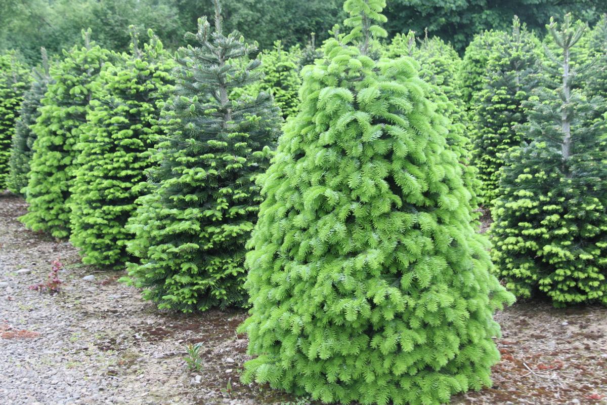 Christmas all year long considerations for growing Christmas trees