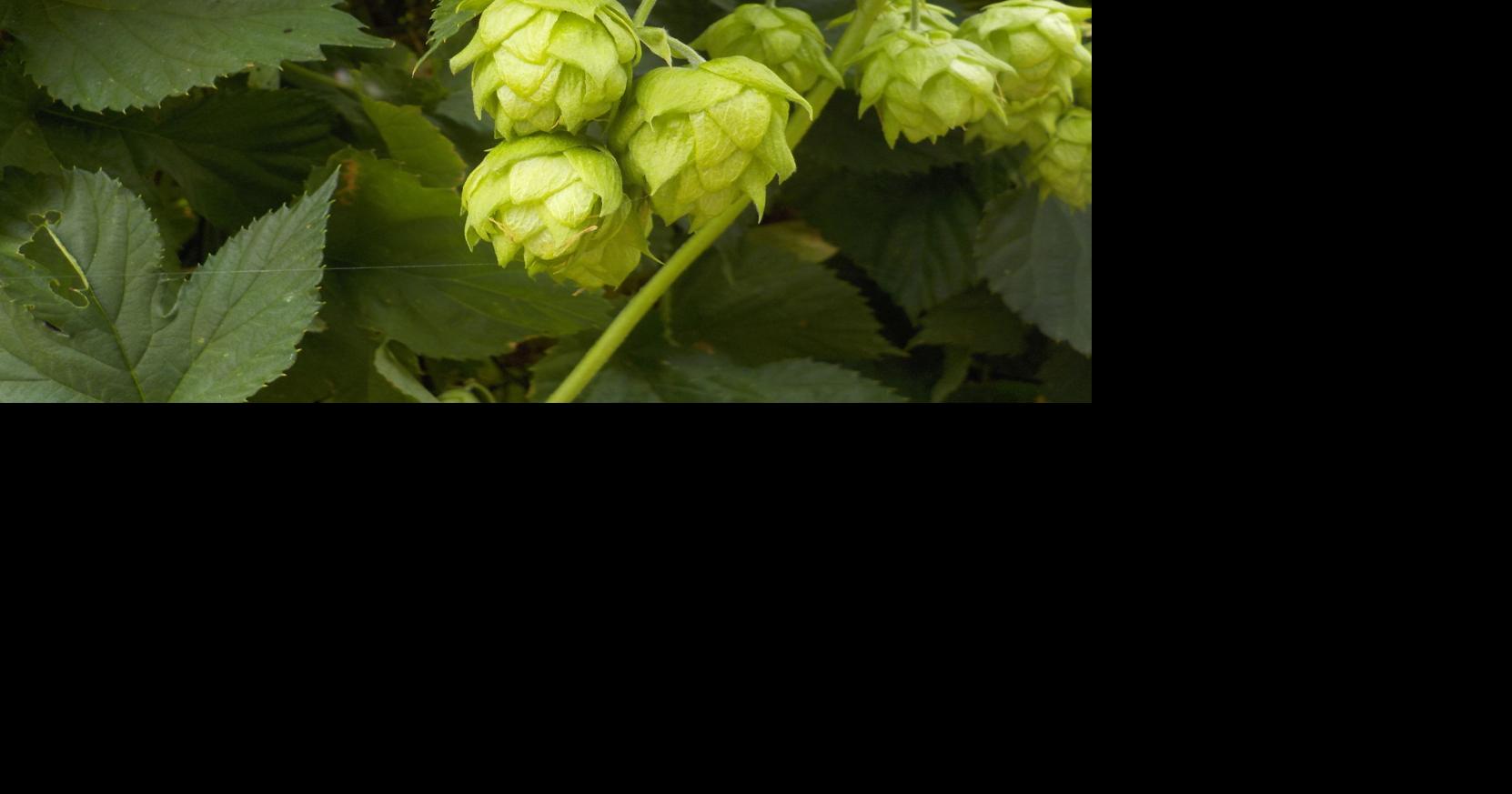 Ask a Master Gardener: Growing hops | Home and Garden | nrtoday.com