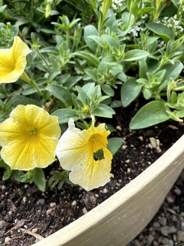 tobacco budworm petunia Ask a Master Gardener: Tobacco budworms | Home and Garden
