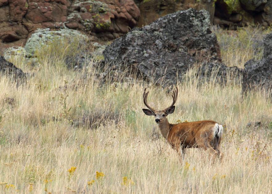 Oregon Hunting Season Calendar