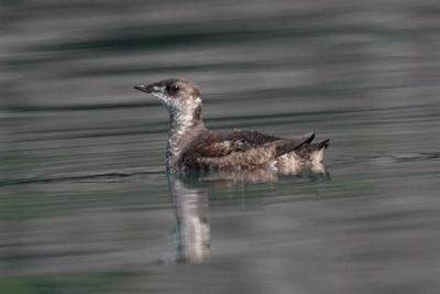 Mixed Reactions To Marbled Murrelet Endangered Listing Environment Nrtoday Com