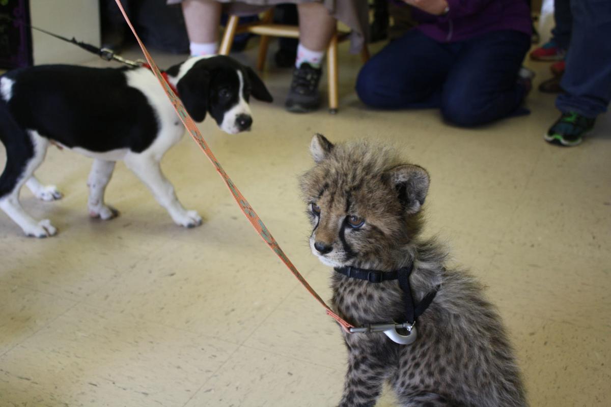 Ambassador Dog Cat Hospital Los Angeles Ca لم يسبق له مثيل الصور