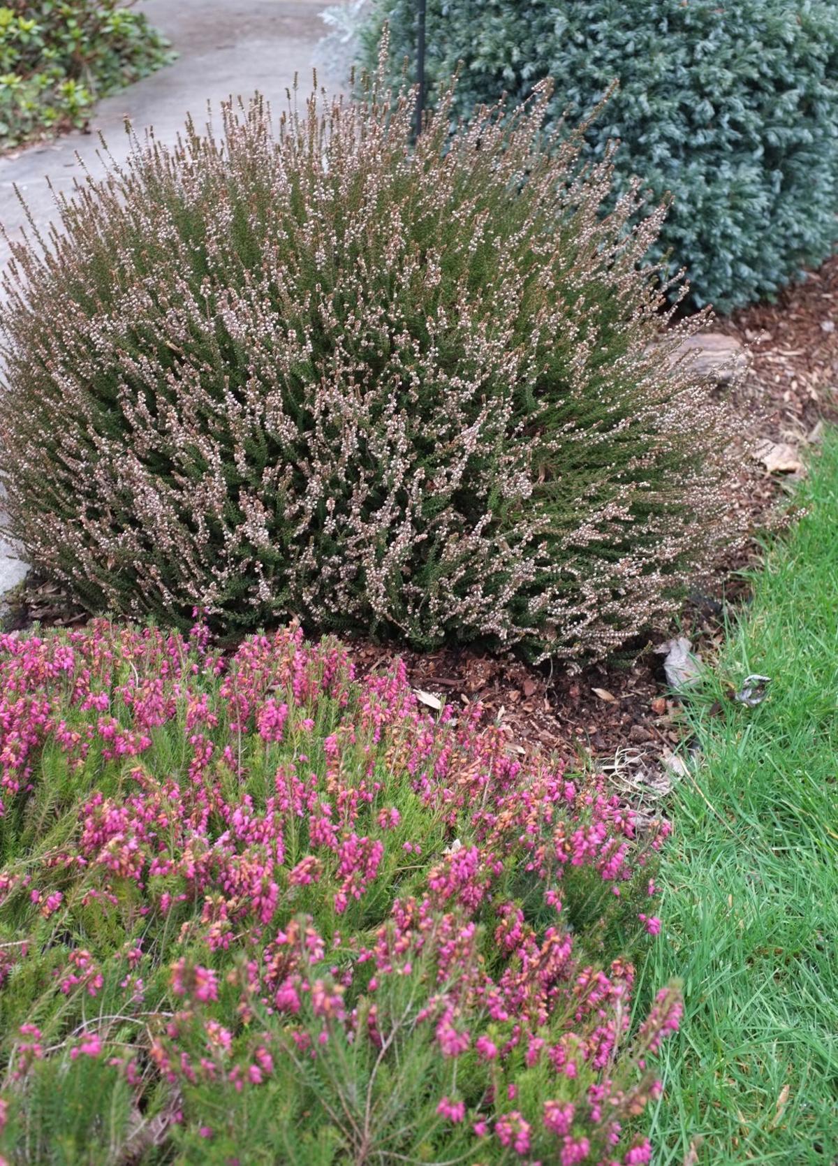 Ask a Master Gardener No matter the weather, plant heath