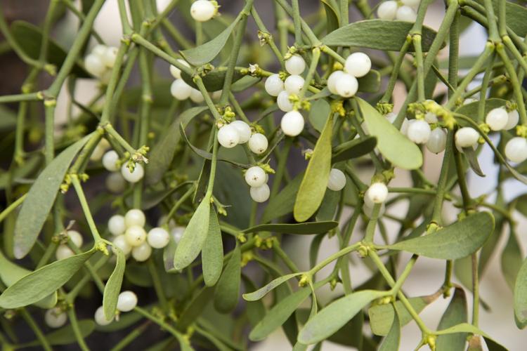 Mistletoe: traditions, harvest & growing your own - Plantura