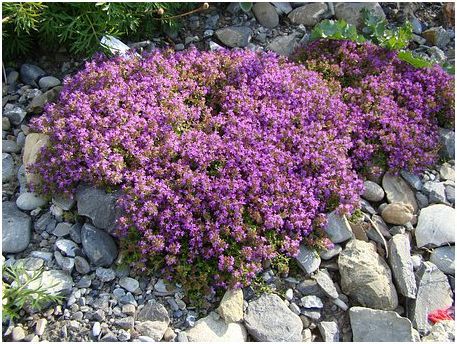 wild thyme ground cover