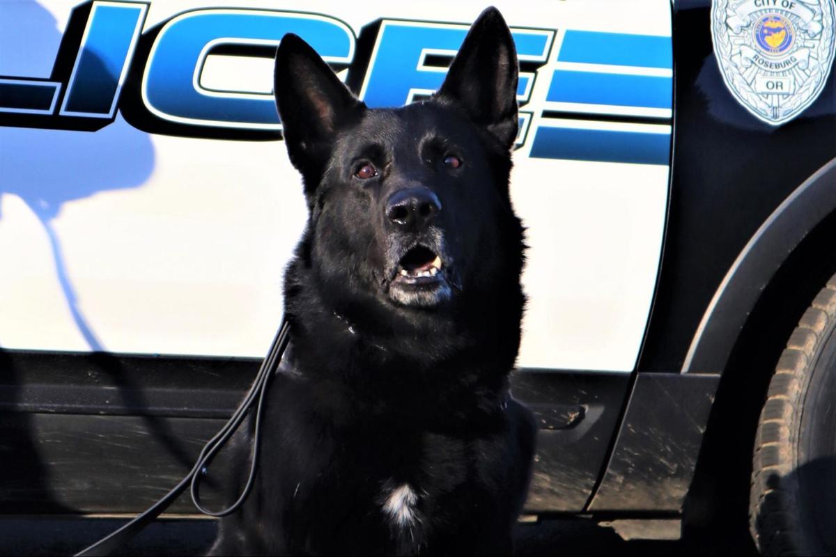 Roseburg police officer Chris Bonebrake enjoys working with his K-9 partner Axel | Public Safety ...