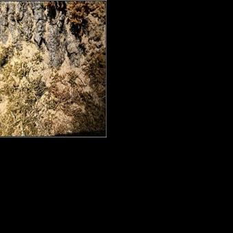New pest raises concern for oak trees in Oregon | Environment | nrtoday.com