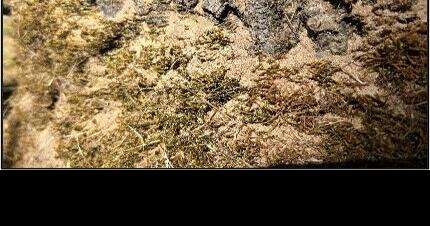 New pest raises concern for oak trees in Oregon - Vimarsana News