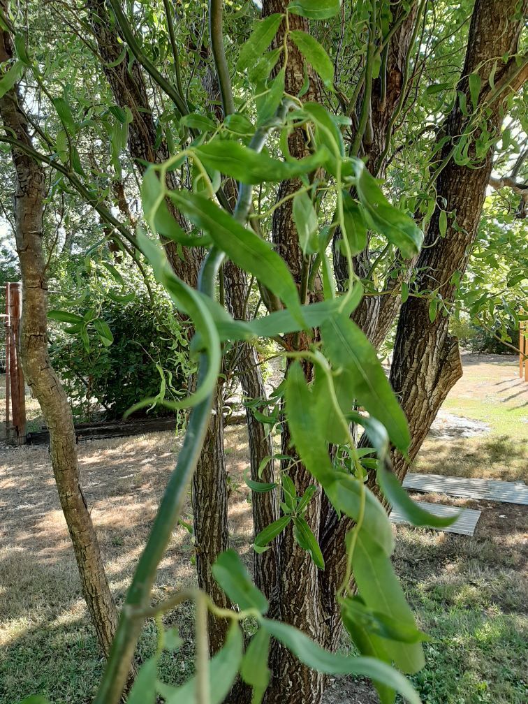Ask a Master Gardener: Corkscrew willows | Home And Garden | nrtoday.com
