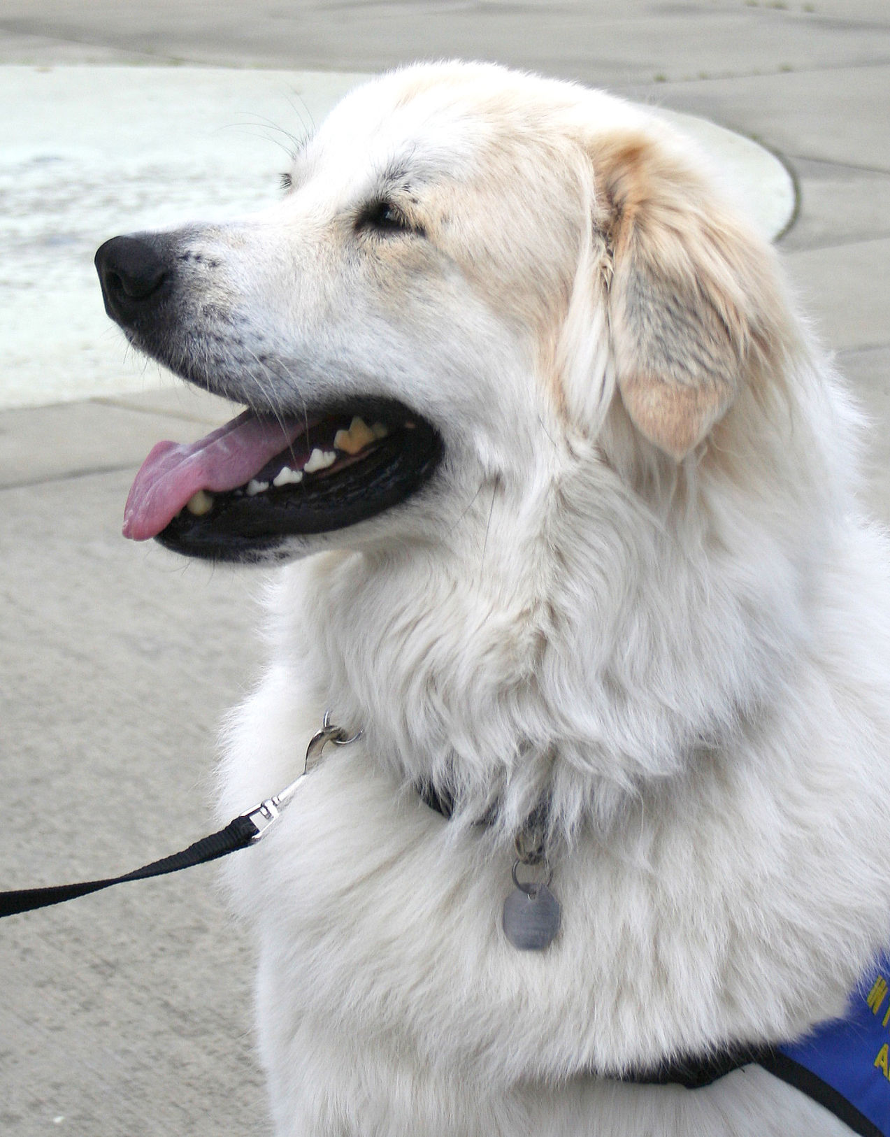 great pyrenees therapy dog