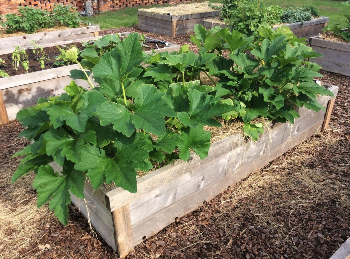 Ask a Master Gardener: Raised beds vs. in ground gardening ...